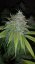 707 Headband - feminizovaná semienka 3ks Humboldt