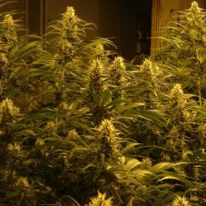 Lemon Skunk - semínka 10 ks (Indoor), feminized semena Green House Seeds