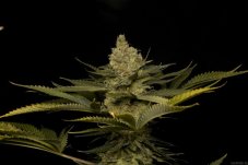 Green Crack - feminizovaná semienka 5ks Humboldt