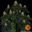 Skywalker OG Auto - autoflowering semena marihuany 3 ks Barney´s Farm
