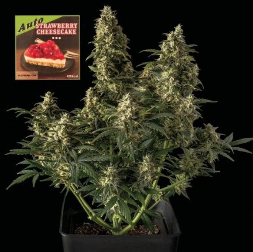 Strawberry Cheesecake Auto - automatycznie kwitnące nasiona marihuany, 5 sztuk Seedsman