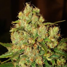 Master Kush - feminizované semínka 5 ks Nirvana Seeds