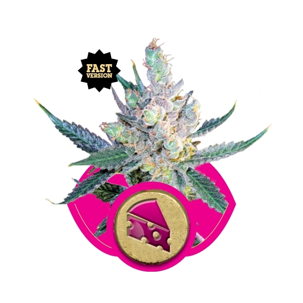 Royal Cheese (Fast Flowering) - feminizované semienka 5 ks Royal Queen Seeds