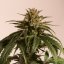 CBD Critical Cure - feminizovaná semínka 3 ks Barney´s Farm