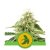 Fat Banana Automatic - semi autofiorenti 3 pz Royal Queen Seeds