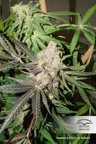 Glueberry O.G. - feminizovaná semínka 5 ks Dutch Passion