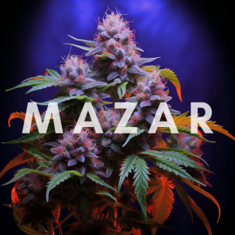 Mazar - indyjska marihuana odpowiednia do stosowania wieczorem i przeciw bezsenności.