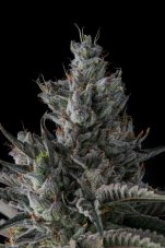 Paradise Seeds x Compound Genetics Guwop Green nasiona feminizowane, 7 szt.