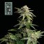 White Widow schnelle Version - feminisierte Cannabis-Samen 5Stck, Seedsman
