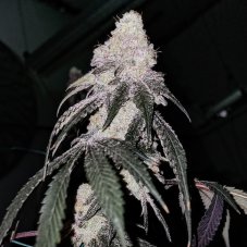 Ethos Genetics Battle Axe R1 feminisierte Samen