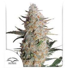 Critical Orange Punch® - feminisierte Samen 10 Stück Dutch Passion