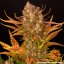 Dos Si Dos Auto - autoflowering semena marihuany 5 ks Barney´s Farm
