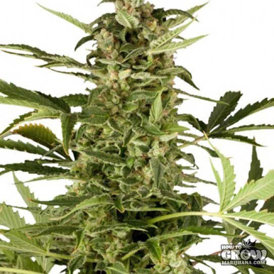 Royal Highness - feminizovaná semena 10 ks Royal Queen Seeds