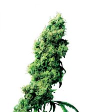 Four Way - Nasiona 10 szt. Standardowych Sensi Seeds