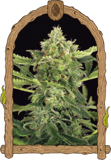 Mango Cream Auto - Premium Autoflowering Samen, 5er Pack, Exotic Seed