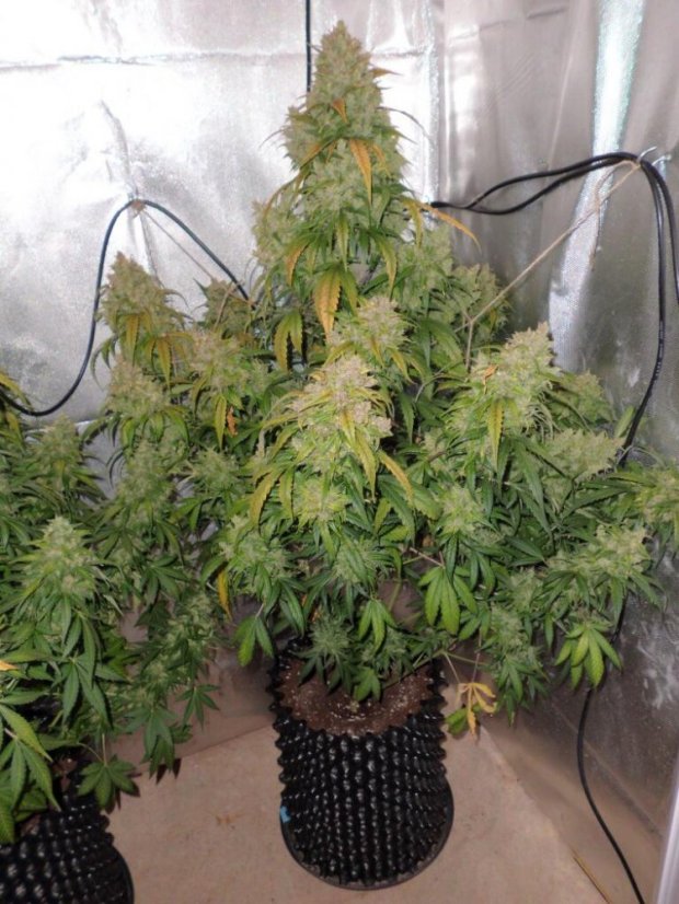 AutoDurban Poison®- autoflowering semienka 3ks Dutch Passion