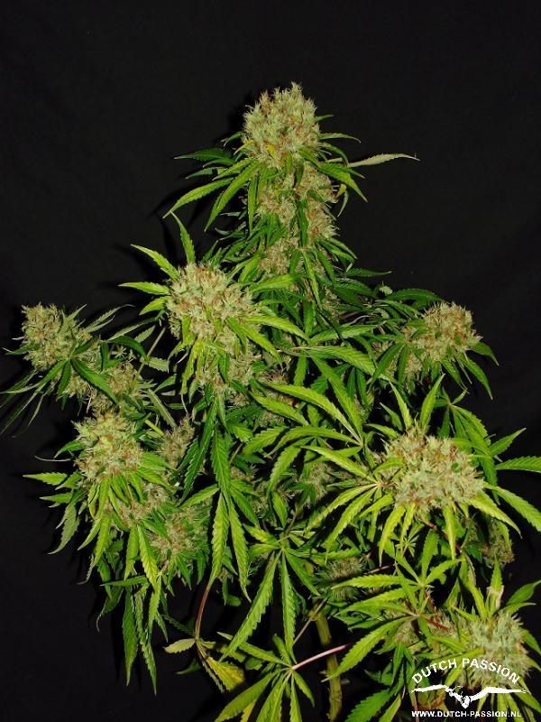 White Widow X The Ultimate®- standardizovaná semena 10 ks Dutch Passion