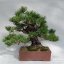 Borovica thunbergova (rastlina: Pinus thungergii) 4 semená