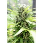Pandora - feminized And autoflowering seeds 5 pcs Paradise Seeds
