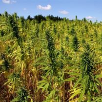 Die größten Marihuanaproduzenten der Welt