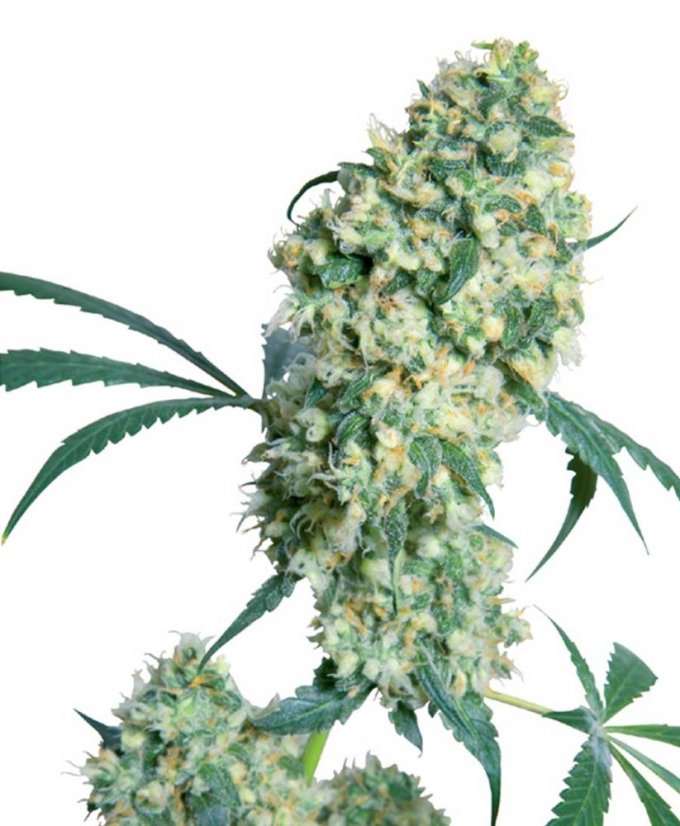 Ed Rosenthal Super Bud - Nasiona 10 szt. Standardowych Sensi Seeds