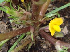 Arašidy - Arašidy (rastlina: Arachis hypogaea) 2 semená