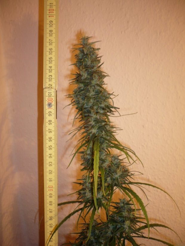Dr Grinspoon – feminizované semienka 10 ks Barney Farms