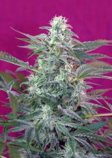 Big Foot - semințe feminizate 5 buc Sweet Seeds