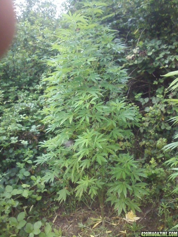 Trainwreck - feminizovaná semienka 3ks Humboldt