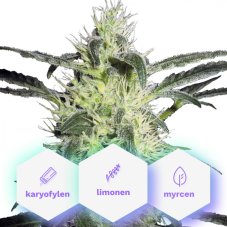 Auto G-Kush - 10 sztuk automatycznie kwitnących nasion Cannapio
