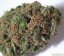 Psicodelicia – feminizované semienka 3 ks Sweet Seeds