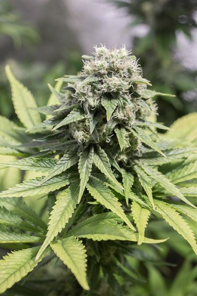 Moby Dick CBD - 3 feminizowane nasiona Dinafem