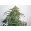 Glueberry O.G. autoflower - feminisierte Samen 3 Stück Dutch Passion