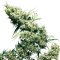 Fundamentals of Breeding