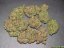 Vanilla Kush – feminizované semienka 10 ks Barney's Farm