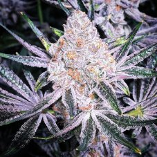 Ethos Genetics Purple Sunset Rbx2 feminizovaná semena