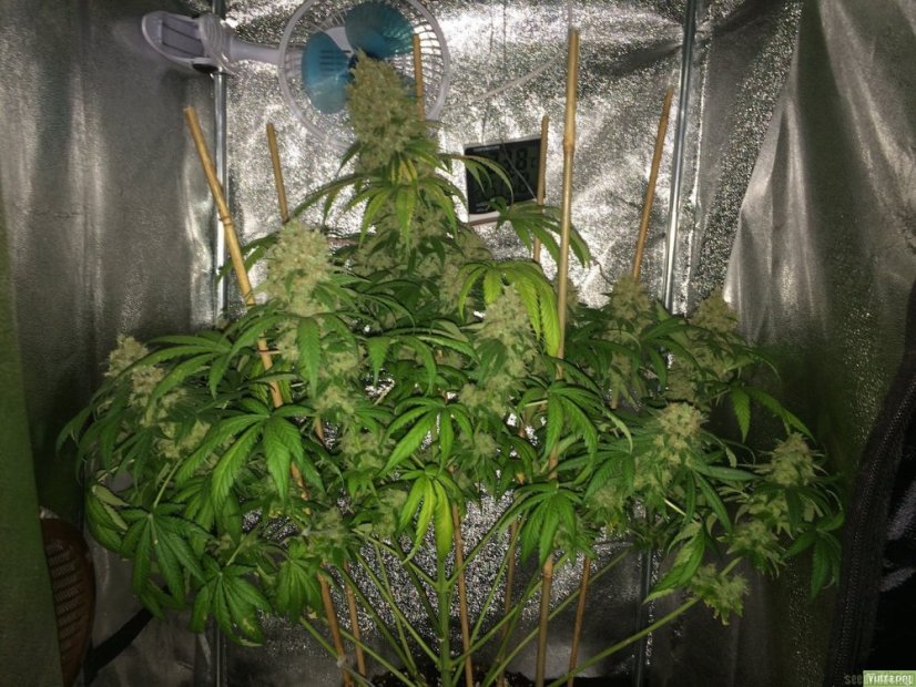 Super Silver Haze 3 ks feminizované semienka Dinafem