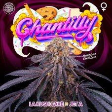 Perfect Tree Seeds Chantilly nasiona feminizowane