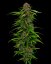 Squirt - feminized marijuana seeds 3 pcs Humboldt Seed Company