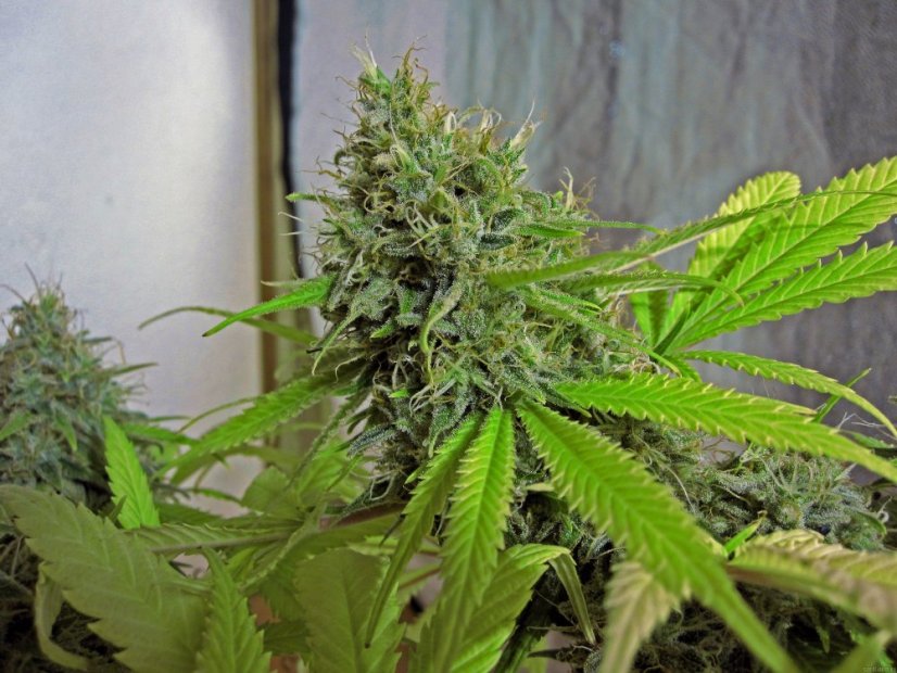 Cream Caramel – feminizované semienka 10ks Sweet Seeds
