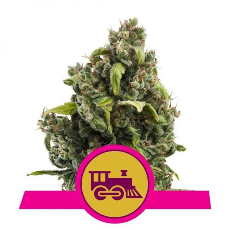 Candy Kush Express szybko kwitnące feminizowane nasiona 5szt Royal Queen Seeds