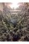 Sour Diesel Auto - fem. a autoflowering semienka 10ks Dinafem