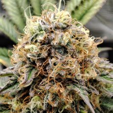 Sernik weselny Buddha, 3 sztuki, Buddha Seeds