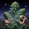 HERMAPHRODITE CANNABIS PLANTS: HOW TO PREVENT UNWANTED SURPRISES IN YOUR GARDEN?