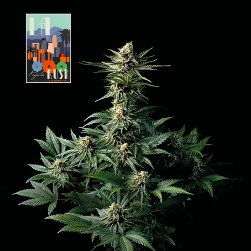 L.A. Peyote Kush - feminizované semienka konope 5 ks, Seedsman