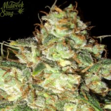 Bubba Cheese Auto - fem. und selbstblühende Samen 3 Stück Humboldt