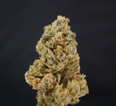 T.H. Seeds Citron Givré feminized seeds