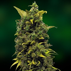 Blueberry Cheese – feminizovaná semínka 5 ks Barney´s Farm