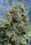 Auto Pilot XXL - autoflowering seeds 5 pcs Ministry of Cannabis