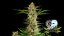 Original Skunk Auto Feminizowane Nasiona - 5